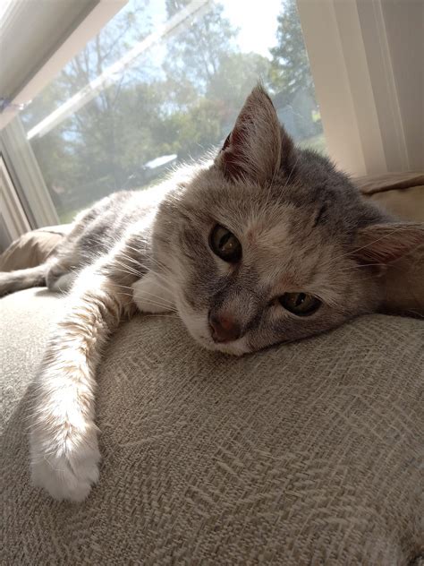 Had to say our Goodbyes to our 21.5 Year Old girl Today : r/seniorkitties