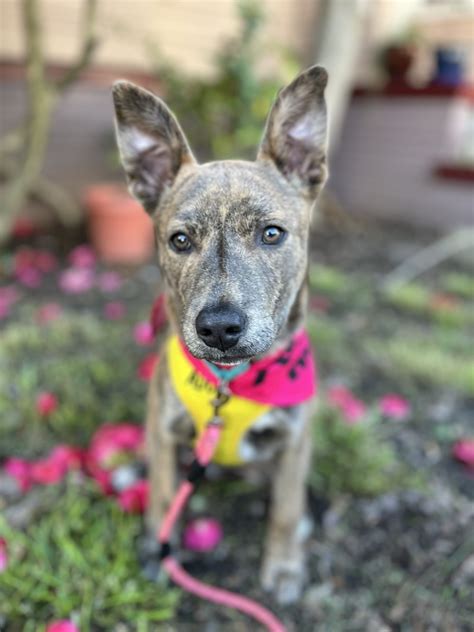 Chocolate Chip Rocket Dog Rescue