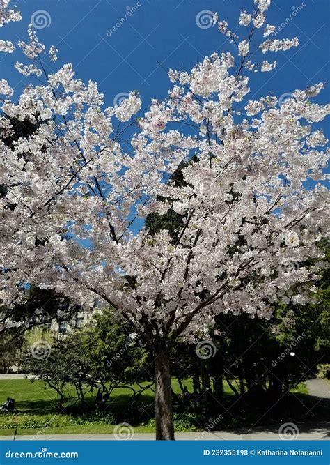 Serie De Florecimiento De Primavera Flores Blancas De Cerezo En El