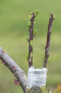 Stages De Greffe Des Arbres Fruitiers Nivolet