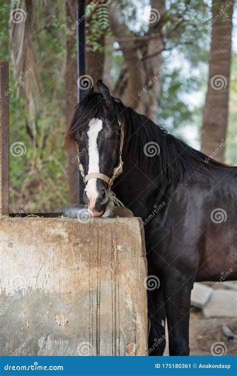 feeding marwari black stallion indian authentic horse breed ahmedabad