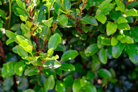 Griselinia Littoralis Stock Image Image Of Texture 260021629