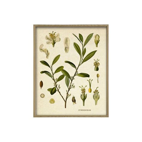 Cocaine Drug Plant Print, Medical Plant Print, Botanical Illustration ...