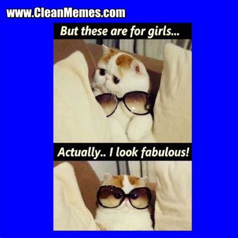 cat memes clean memes