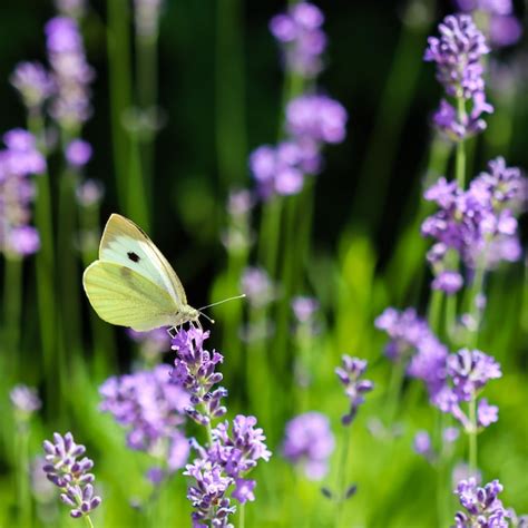 Premium Photo Beautiful Yellow Gonepteryx Rhamni Or Common Brimstone