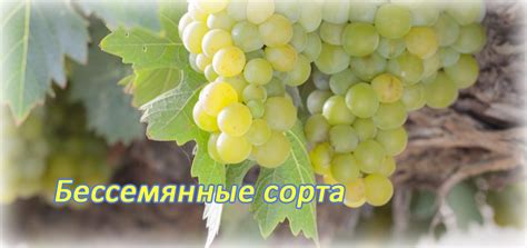 Бессемянные сорта (кишмиши)