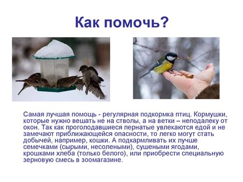 Человек и природа. Помощь диким животным в холодное время года ...