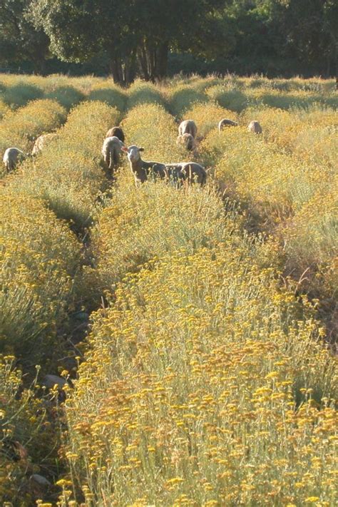 Les Champs D Immortelle Corse Ne Font Pas Que Le Bonheur Des Humains