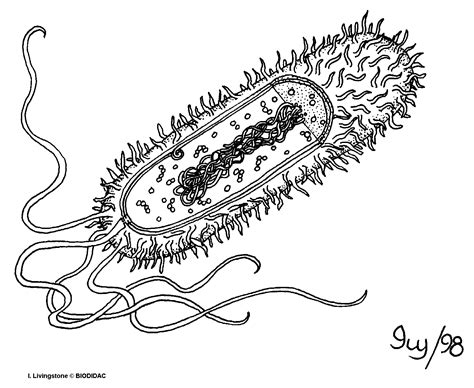 26 Best Ideas For Coloring Bacteria Coloring Sheet