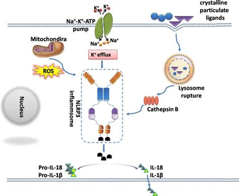 The Three Models Of Nlrp Inflammasome Activation In Ischemic Stroke