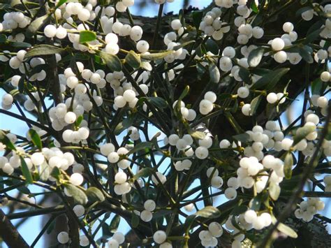 Mistletoe Care Guide How To Grow Mistletoe Diy Garden