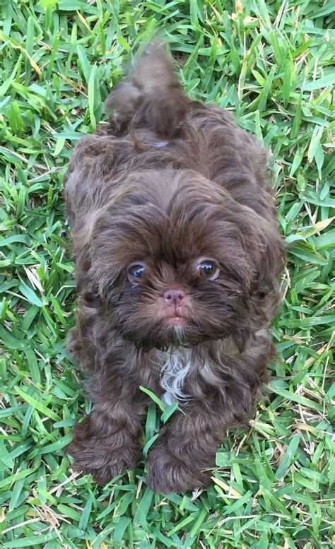 Chocolate Shih Tzu From Glory Ridge Shih Tzu Shih Tzu Puppy Shitzu