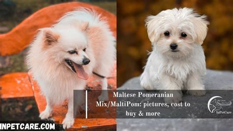 Maltese Pomeranian Mix/MaltiPom: Pictures, Cost To Buy & More