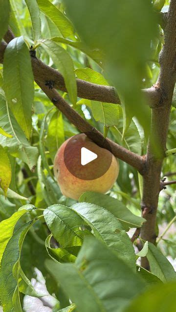 Brooke on Instagram: "Part one: Pruning peach trees in late winter ...