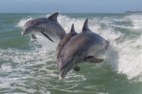 Private Historical Wildlife Dolphin Cruise South Padre Island Triphobo