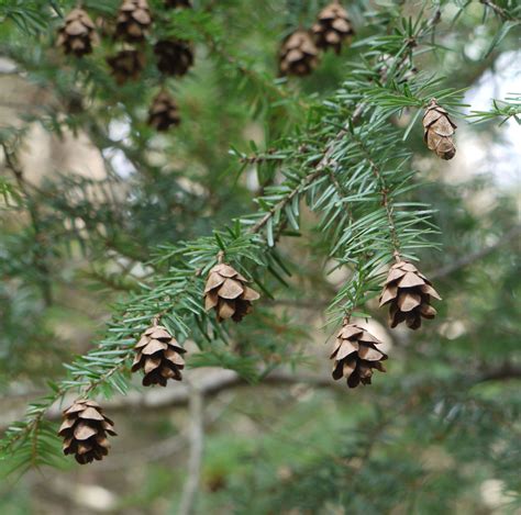 Eastern hemlock | Identify that Plant