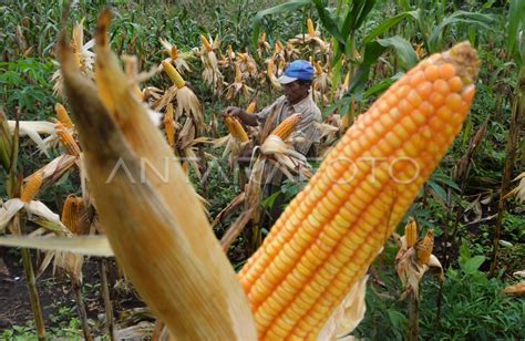 Target Produksi Jagung Antara Foto