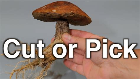 How To Harvest Wild Mushrooms Cut Or Pick YouTube