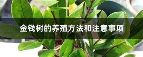 金钱树的养殖方法和注意事项 花百科