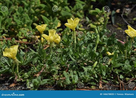 Oenothera Laciniata Flowers Stock Photo - Image of biennis, flower: 146678820