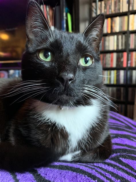 Richmond Cat Care - Cat Sitting.