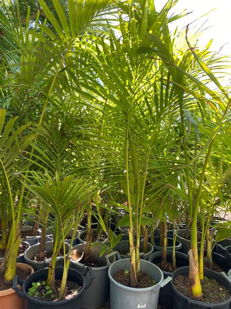 Bangalow Palms — Domenic's Palm Nursery