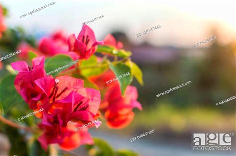 Red Bougainvillea Blossom With Sunset Ray Stock Photo Picture And Low