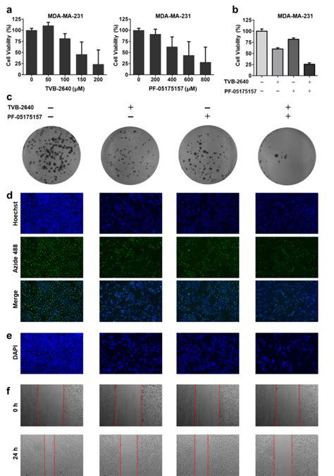 The Effect Of ACC And FASN Inhibitor On MDA MB 231 Cells A B Cell