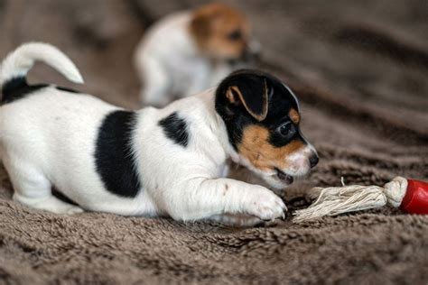 Personality Traits of a Jack Russell Terrier and Poodle Mix (Jackapoo)