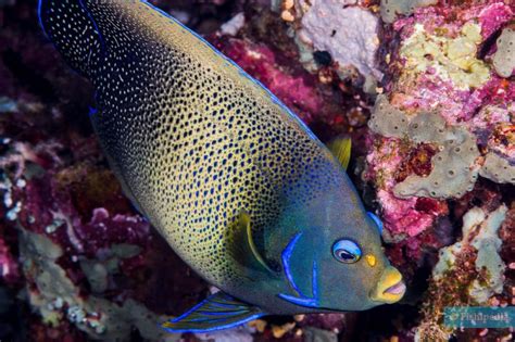 Poisson Ange à Demi Cercle • Pomacanthus Semicirculatus • Fiche Poissons