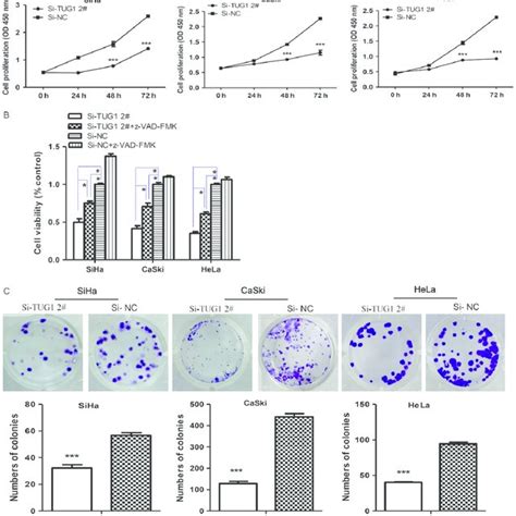 Knockdown Of Tug Inhibits The Proliferation And Colonization Abilities