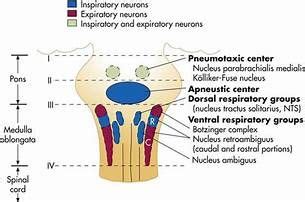 Ch. 23 – The Respiratory System - ppt video online download ...