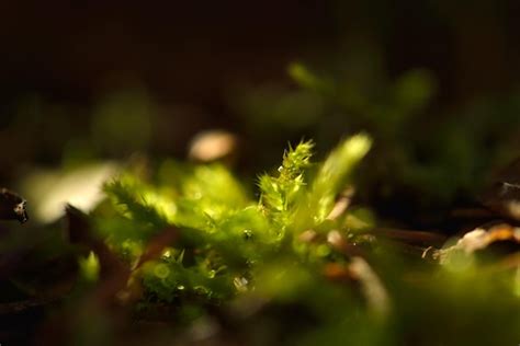 Primer Fondo De Macro De Hojas Brotes Y Ramas Suaves De Primavera