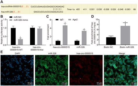 Circular RNA Hsa Circ 0000515 Acts As A MiR 326 Sponge To Promote