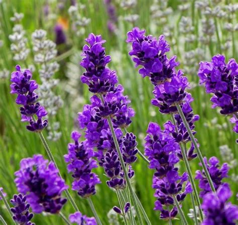 Tips Dan Trik Cara Merawat Lavender Bunga Cantik Dari Timur Tengah