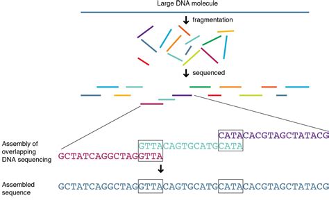 Whole Genome Sequencing - Genetics Generation