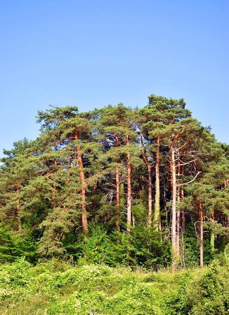 Bosque De Pinos De Pino Silvestre Pinus Sylvestris Y Un Cielo Azul