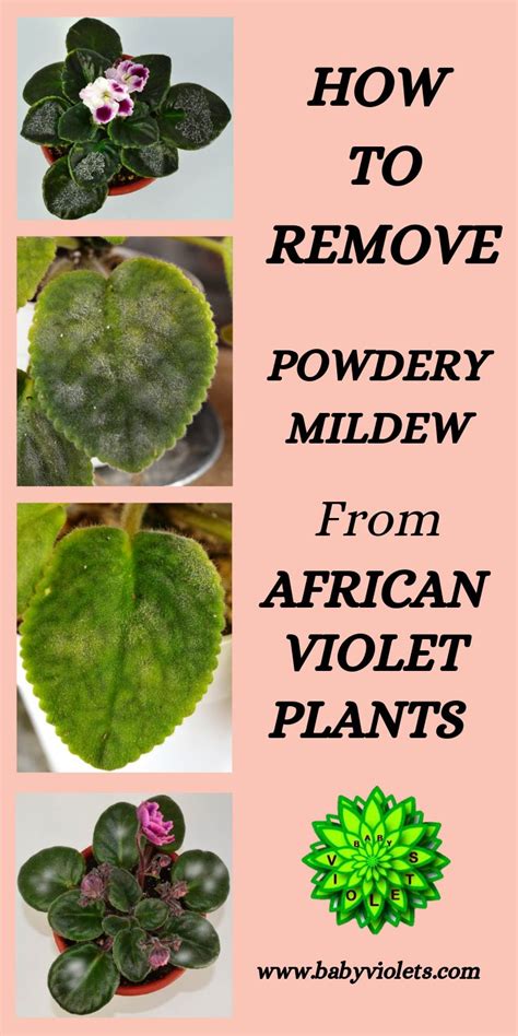 African Violet Pests Pictures Tuxedocatartillustration