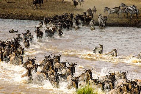 7 Days Serengeti Migration Safari Tour Package