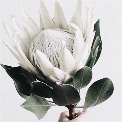 White King Protea For A Modern Touch Fall Flowers White Flowers