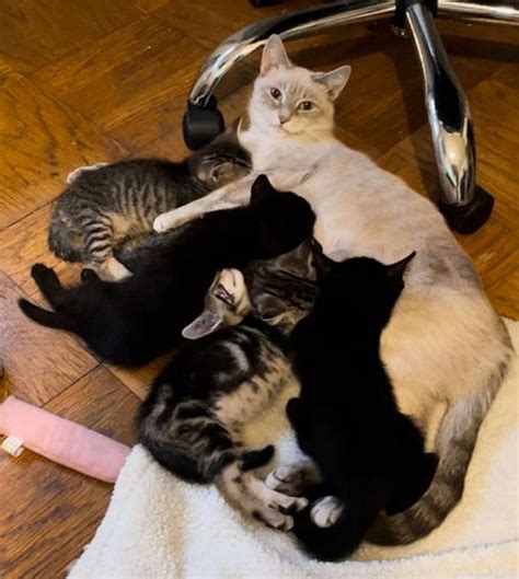 Cat Comes Home With Kind Person Within 24 Hours They Find Kittens