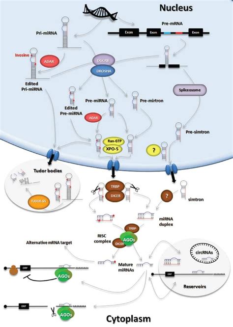 MicroRNA Biogenesis Degradation Storage And Recycling The Figure