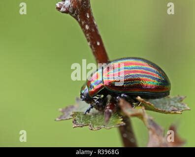 Rainbow Leaf Beetle Snowdon Beetle Chrysolina Cerealis A Beautiful