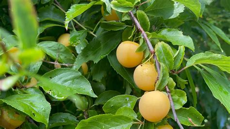 What Does A Yellow Plum Tree Look Like Mirabelle Plum Prunus Prune