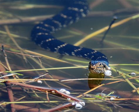 Snake Terribird Galleries Digital Photography Review Digital