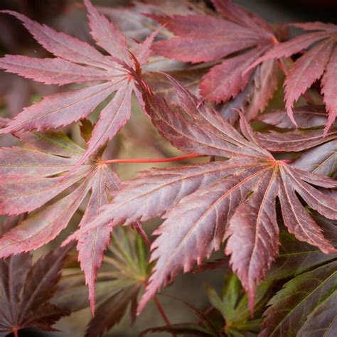 Acer Palmatum Trompenburg Frank P Matthews