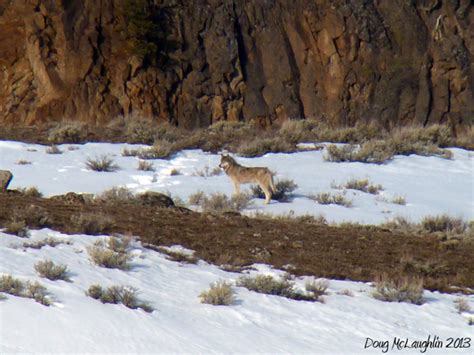 Yellowstone Wolf: Tracking the Packs