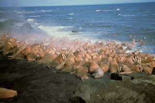 Terra Forming Terra: Walrus Migration Surprise