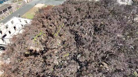 Mauis Banyan Tree Sprouting New Life Videos From The Weather Channel