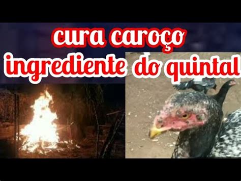 Como Curar Gogo De Caro O Em Galinha Rem Dio Caseiro Youtube